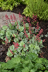 Dolce Spearmint Coral Bells (Heuchera 'Spearmint') at English Gardens