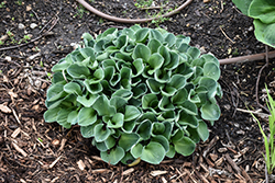 Blue Mouse Ears Hosta (Hosta 'Blue Mouse Ears') at English Gardens