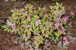 Fun and Games Eye Spy Foamy Bells (Heucherella 'Eye Spy') at English Gardens
