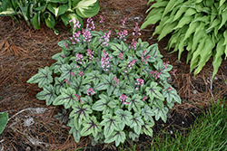 Pink Fizz Foamy Bells (Heucherella 'Pink Fizz') at English Gardens