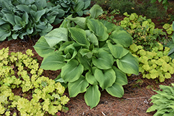 Twin Cities Hosta (Hosta 'Twin Cities') at English Gardens