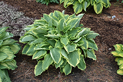 Shadowland Hope Springs Eternal Hosta (Hosta 'Hope Springs Eternal') at English Gardens