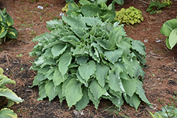 Wind Beneath My Wings Hosta (Hosta 'Wind Beneath My Wings') at English Gardens