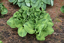 Brother Stefan Hosta (Hosta 'Brother Stefan') at English Gardens