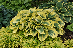 Liberty Hosta (Hosta 'Liberty') at English Gardens