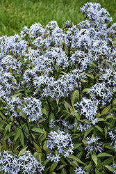 Storm Cloud Bluestar (Amsonia tabernaemontana 'Storm Cloud') at English Gardens
