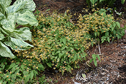 Amber Queen Barrenwort (Epimedium 'Amber Queen') at English Gardens