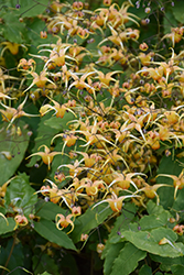Amber Queen Barrenwort (Epimedium 'Amber Queen') at English Gardens