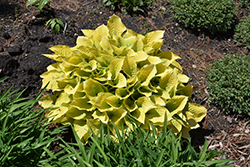 Maui Buttercups Hosta (Hosta 'Maui Buttercups') at English Gardens