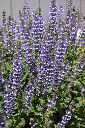 Color Spires Azure Snow Sage (Salvia 'Azure Snow') at English Gardens