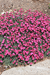 Paint The Town Fancy Pinks (Dianthus 'Paint The Town Fancy') at English Gardens