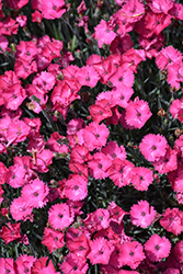 Paint The Town Fancy Pinks (Dianthus 'Paint The Town Fancy') at English Gardens