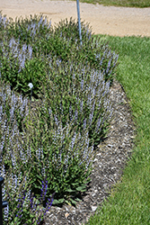 Perfect Profusion Meadow Sage (Salvia nemorosa 'Perfect Profusion') at English Gardens