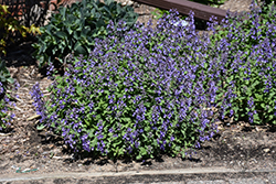 Picture Purrfect Catmint (Nepeta 'Picture Purrfect') at English Gardens