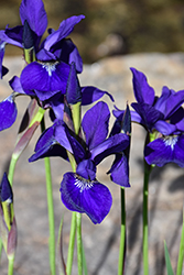 Caesar's Brother Siberian Iris (Iris sibirica 'Caesar's Brother') at English Gardens