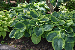 Frances Williams Hosta (Hosta 'Frances Williams') at English Gardens