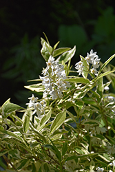 Creme Fraiche Deutzia (Deutzia gracilis 'Mincream') at English Gardens