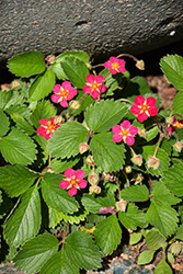 Lipstick Strawberry (Fragaria 'Lipstick') at English Gardens