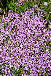 Elfin Creeping Thyme (Thymus praecox 'Elfin') at English Gardens