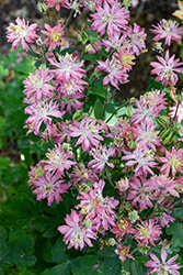 Clematis-Flowered Columbine (Aquilegia vulgaris 'Clementine Salmon Rose') at English Gardens