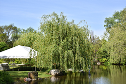 Niobe Golden Weeping Willow (Salix alba 'Niobe') at English Gardens