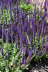 East Friesland Sage (Salvia nemorosa 'East Friesland') at English Gardens