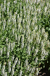 Snow Hill Sage (Salvia x sylvestris 'Snow Hill') at English Gardens
