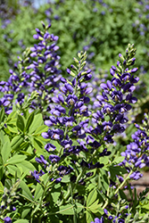 Decadence Blueberry Sundae False Indigo (Baptisia 'Blueberry Sundae') at English Gardens