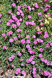 Mountain Frost Pink PomPom Pinks (Dianthus 'KonD1014K3') at English Gardens
