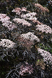 Black Lace Elder (Sambucus nigra 'Eva') at English Gardens