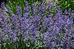 Junior Walker Catmint (Nepeta x faassenii 'Novanepjun') at English Gardens