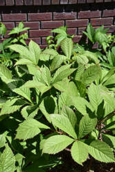 Chestnut Rodgersia (Rodgersia aesculifolia) at English Gardens