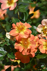 Oso Easy Paprika Rose (Rosa 'ChewMayTime') at English Gardens