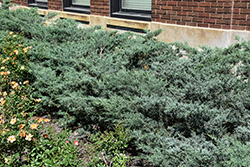 Grey Owl Redcedar (Juniperus virginiana 'Grey Owl') at English Gardens