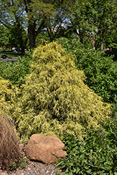 Golden Mop Falsecypress (Chamaecyparis pisifera 'Golden Mop') at English Gardens