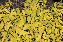 Brigadoon St. John's Wort (Hypericum calycinum 'Brigadoon') at English Gardens