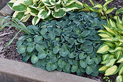 Blue Mouse Ears Hosta (Hosta 'Blue Mouse Ears') at English Gardens