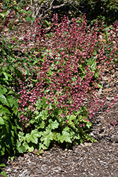Berry Timeless Coral Bells (Heuchera 'Berry Timeless') at English Gardens
