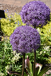 Globemaster Ornamental Onion (Allium 'Globemaster') at English Gardens