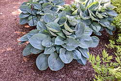 Big Daddy Hosta (Hosta 'Big Daddy') at English Gardens