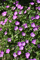 Max Frei Cranesbill (Geranium sanguineum 'Max Frei') at English Gardens