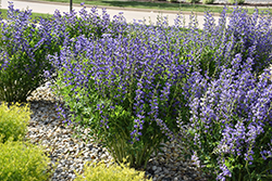 Blue Wild Indigo (Baptisia australis) at English Gardens