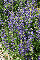 Blue Wild Indigo (Baptisia australis) at English Gardens