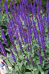 Caradonna Sage (Salvia nemorosa 'Caradonna') at English Gardens