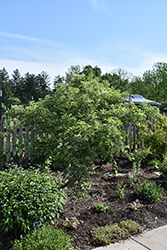 Instant Karma Elder (Sambucus nigra 'Sanivalk') at English Gardens
