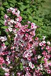 Czechmark Trilogy Weigela (Weigela florida 'VUKOZGemini') at English Gardens
