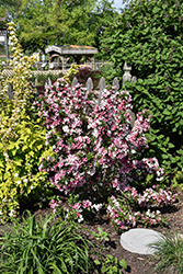 Czechmark Trilogy Weigela (Weigela florida 'VUKOZGemini') at English Gardens