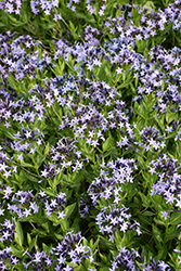 Blue Ice Star Flower (Amsonia tabernaemontana 'Blue Ice') at English Gardens