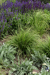 Autumn Moor Grass (Sesleria autumnalis) at English Gardens