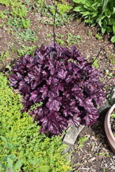 Forever Purple Coral Bells (Heuchera 'Forever Purple') at English Gardens